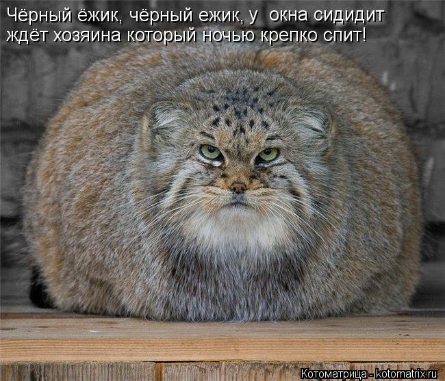 Котоматрица: Чёрный ёжик, чёрный ежик, у  окна сидидит ждёт хозяина который ночью крепко спит!