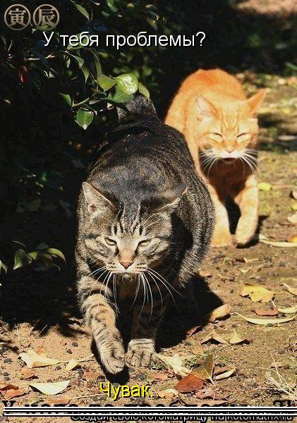 Котоматрица: У тебя проблемы?  Чувак... ________________________________ ________________________________ ________________________________