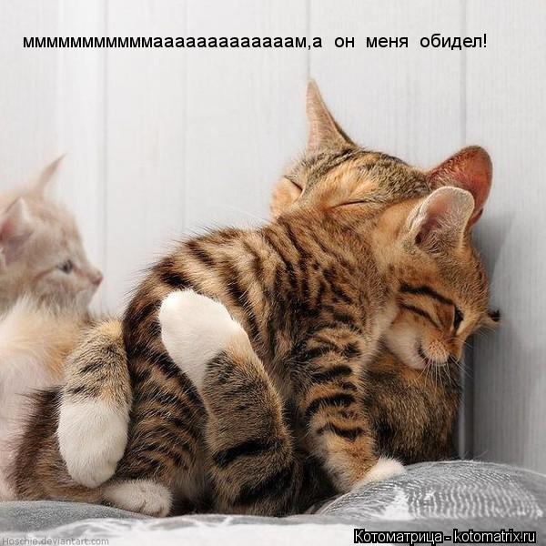 Котоматрица: мммммммммммааааааааааааам,а  он  меня  обидел!