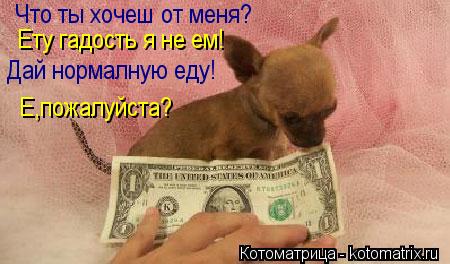 Котоматрица: Что ты хочеш от меня? Ету гадость я не ем! Дай нормалную еду! Е,пожалуйста?