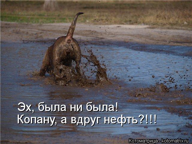 Котоматрица: Эх, была ни была!  Копану, а вдруг нефть?!!!
