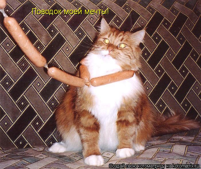 Котоматрица: Поводок моей мечты!