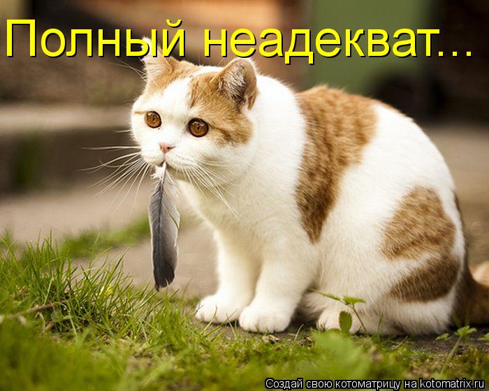 Котоматрица: Полный неадекват...