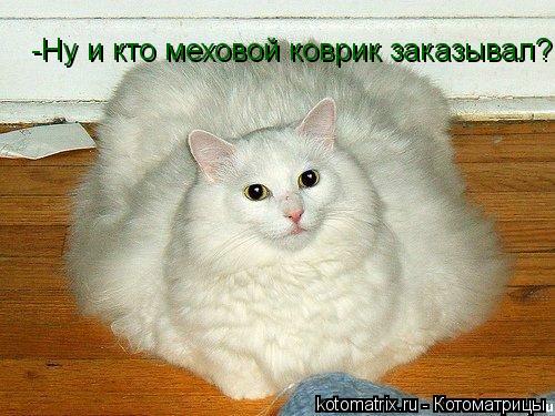 Котоматрица: -Ну и кто меховой коврик заказывал?