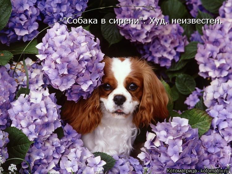 Котоматрица: "Собака в сирени". Худ. неизвестен.