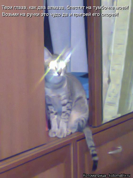 Котоматрица: Твои глаза, как два алмаза, блестят на тумбочке моей! Возьми на ручки это чудо да и пригрей его скорей!