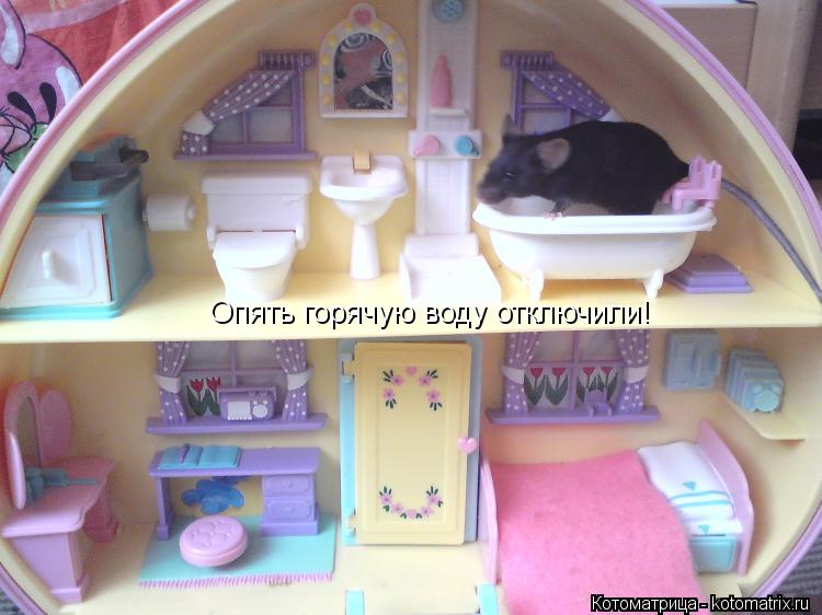 Котоматрица: Опять горячую воду отключили!