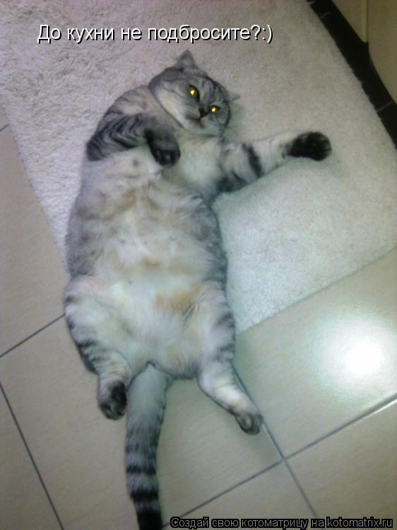 Котоматрица: До кухни не подбросите?:)