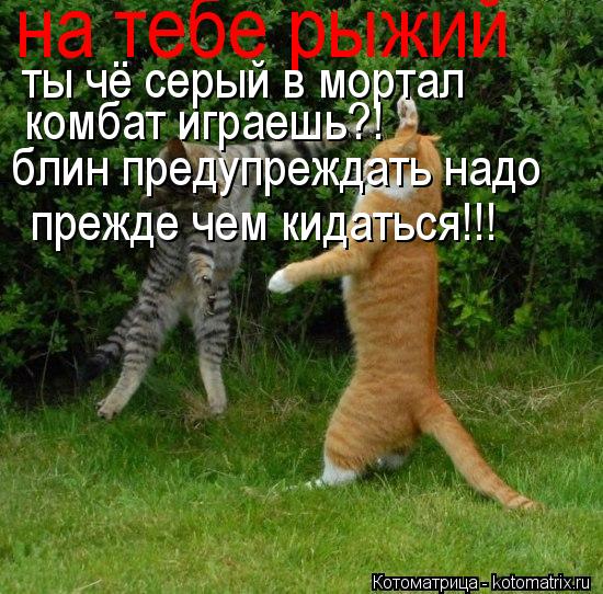 Котоматрица: на тебе рыжий ты чё серый в мортал комбат играешь?! блин предупреждать надо прежде чем кидаться!!!