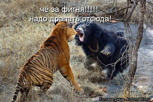 Котоматрица: чё за фигня!!!!! надо драпать отсюда!