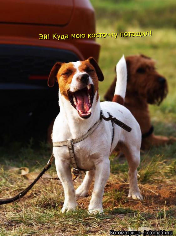 Котоматрица: Эй! Куда мою косточку потащил!