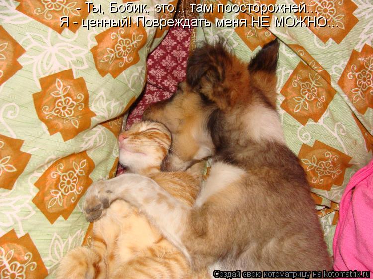 Котоматрица: - Ты, Бобик, это... там поосторожней... Я - ценный! Повреждать меня НЕ МОЖНО...