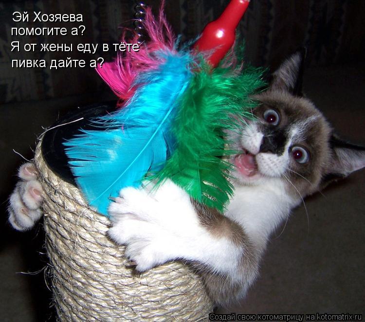 Котоматрица: Эй Хозяева помогите а? Я от жены еду в тёте пивка дайте а?