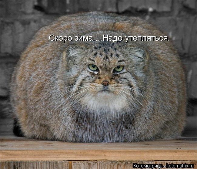 Котоматрица: Скоро зима....Надо утепляться.