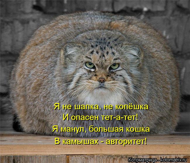 Котоматрица: Я не шапка, не копёшка И опасен тет-а-тет! Я манул, большая кошка В камышах - авторитет!