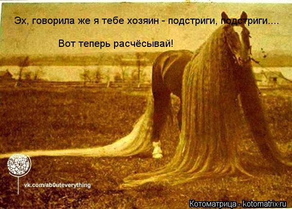 Котоматрица: Эх, говорила же я тебе хозяин - подстриги, подстриги.... Вот теперь расчёсывай!