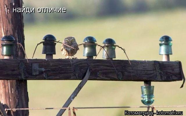 Котоматрица: найди отличие