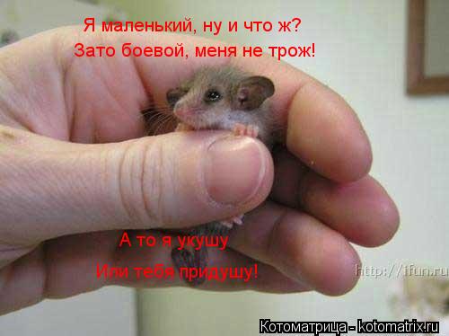 Котоматрица: Я маленький, ну и что ж? Зато боевой, меня не трож! А то я укушу Или тебя придушу!