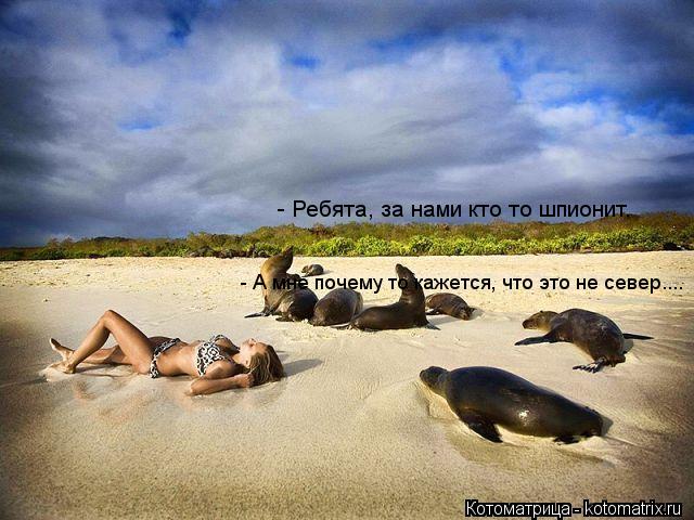 Котоматрица: - Ребята, за нами кто то шпионит. - А мне почему то кажется, что это не север....