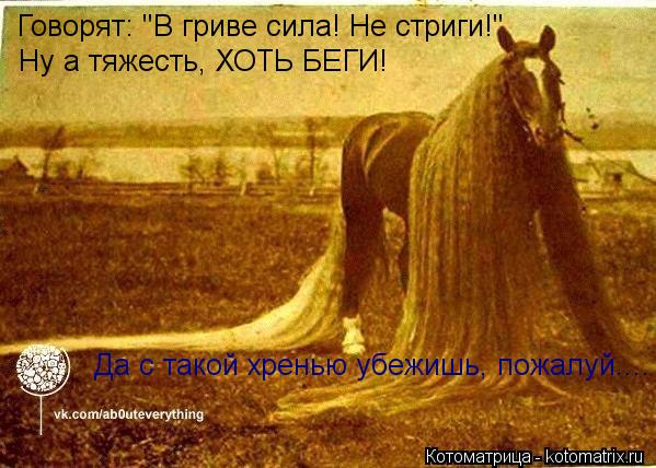 Котоматрица: Говорят: "В гриве сила! Не стриги!" Ну а тяжесть, ХОТЬ БЕГИ! Да с такой хренью убежишь, пожалуй....