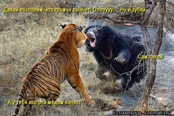 Котоматрица: Давай поспорим, кто громче рыкнет! Ооооууу.... Ну и зубки Сам такой! А у тебя изо рта мёдом воняет!
