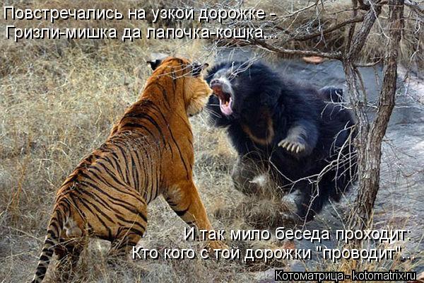 Котоматрица: Повстречались на узкой дорожке - Гризли-мишка да лапочка-кошка... И так мило беседа проходит: Кто кого с той дорожки "проводит"...