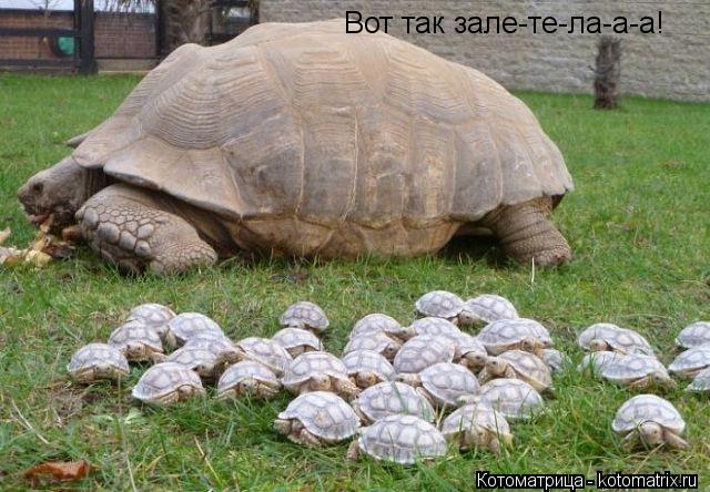 Котоматрица: Вот так зале-те-ла-а-а!