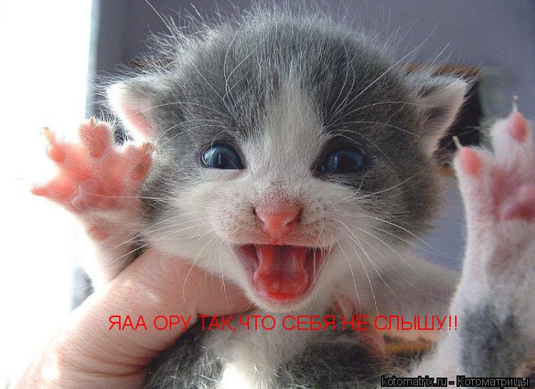Котоматрица: ЯАА ОРУ ТАК,ЧТО СЕБЯ НЕ СЛЫШУ!!