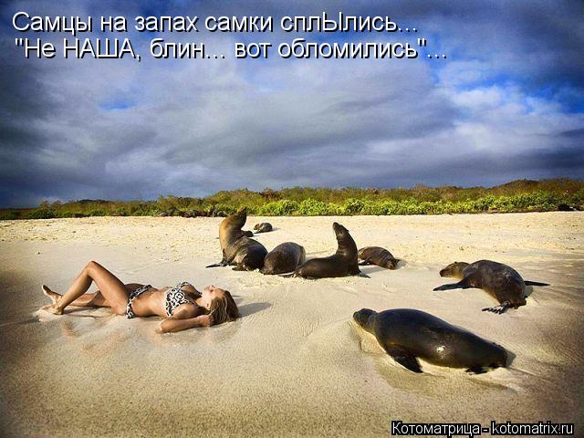 Котоматрица: Самцы на запах самки сплЫлись... "Не НАША, блин... вот обломились"...