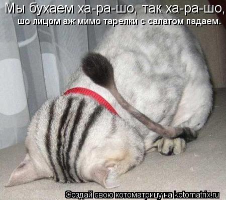 Котоматрица: Мы бухаем ха-ра-шо, так ха-ра-шо, шо лицом аж мимо тарелки с салатом падаем.