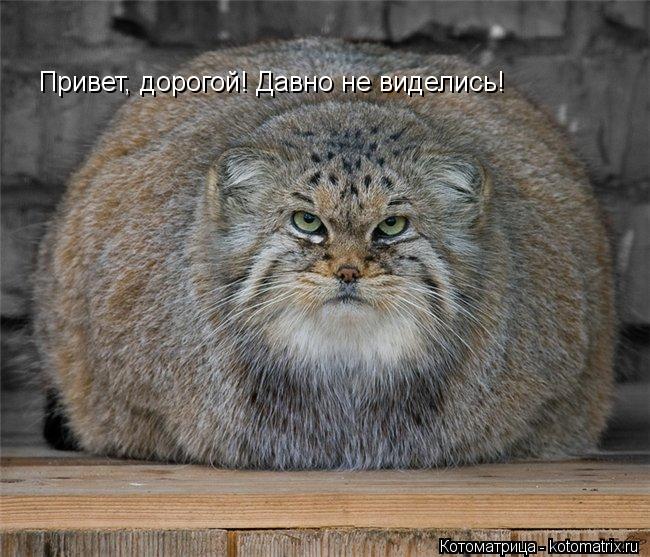 Котоматрица: Привет, дорогой! Давно не виделись!