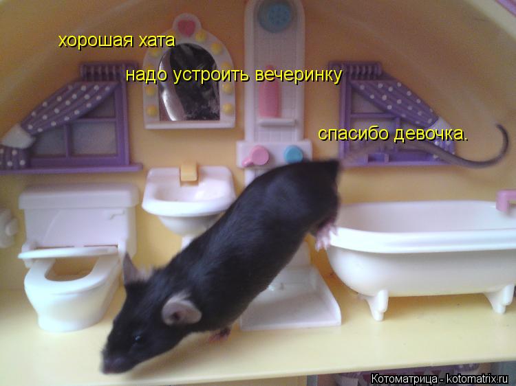 Котоматрица: хорошая хата спасибо девочка. надо устроить вечеринку