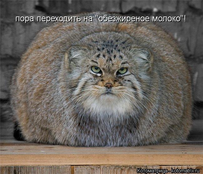 Котоматрица: пора переходить на "обезжиреное молоко"!