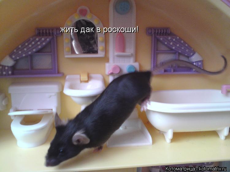Котоматрица: жить дак в роскоши!