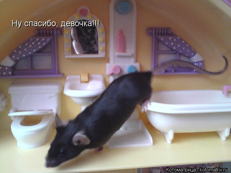 Котоматрица: Ну спасибо, девочка!!!