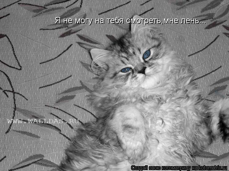 Котоматрица: Я не могу на тебя смотреть,мне лень...