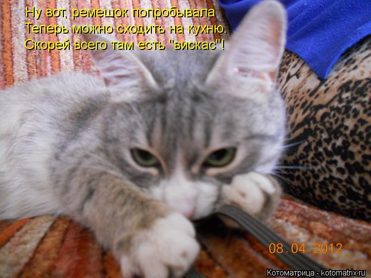 Котоматрица: Ну вот, ремешок попробывала  Теперь можно сходить на кухню. Скорей всего там есть "вискас"!