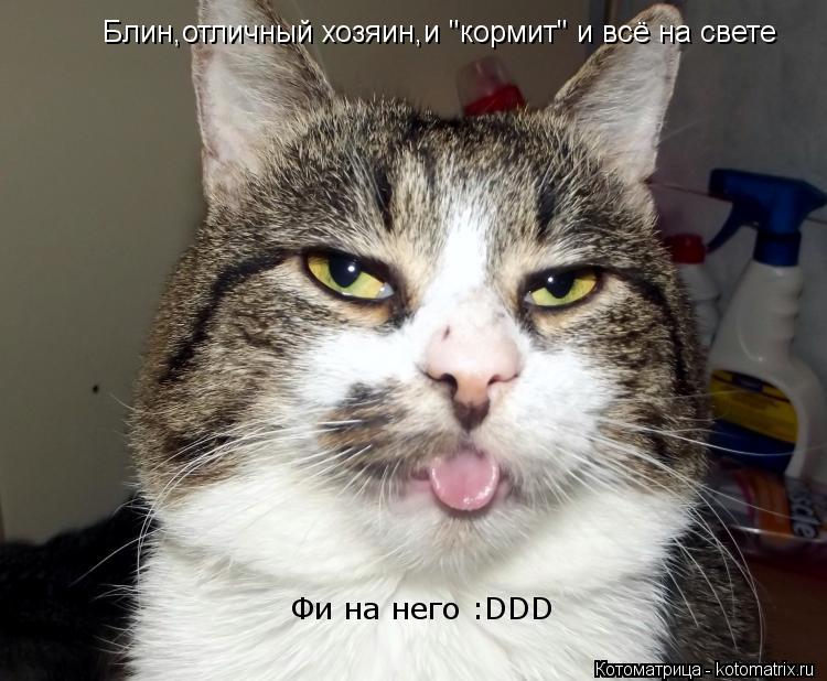 Котоматрица: Блин,отличный хозяин,и "кормит" и всё на свете Фи на него :DDD
