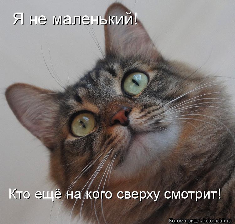 Котоматрица: Я не маленький! Кто ещё на кого сверху смотрит!