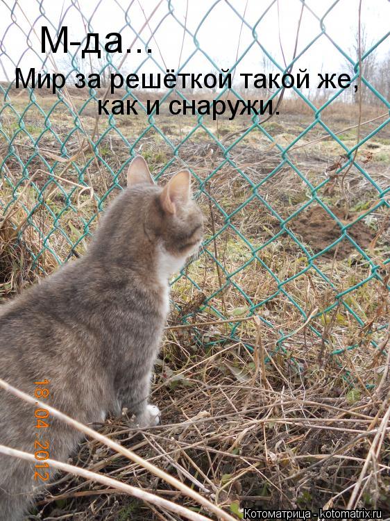 Котоматрица: М-да... Мир за решёткой такой же, как и снаружи.