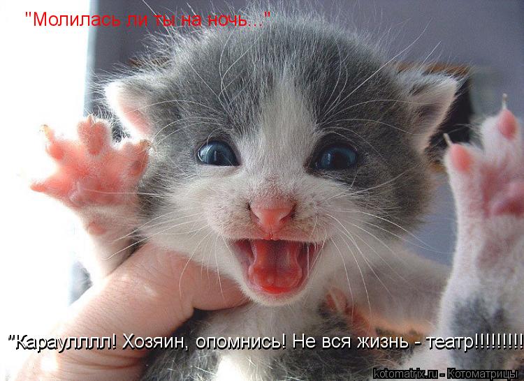 Котоматрица: "Молилась ли ты на ночь..." "Караулллл! Хозяин, опомнись! Не вся жизнь - театр!!!!!!!!!" "Караулллл! Хозяин, опомнись! Не вся жизнь - театр!!!!!!!!!"