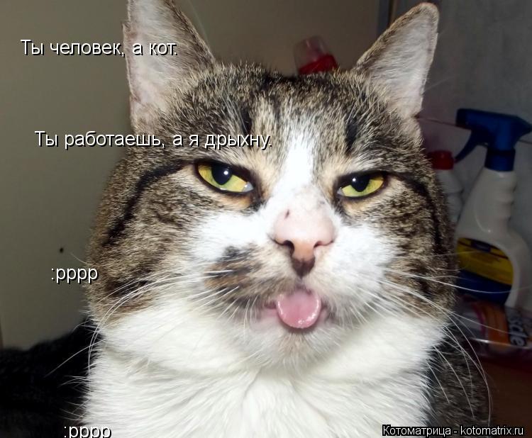 Котоматрица: Ты человек, а кот. Ты работаешь, а я дрыхну. :рррр :рррр