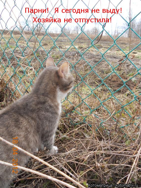 Котоматрица: Парни!  Я сегодня не выду! Хозяйка не отпустила!