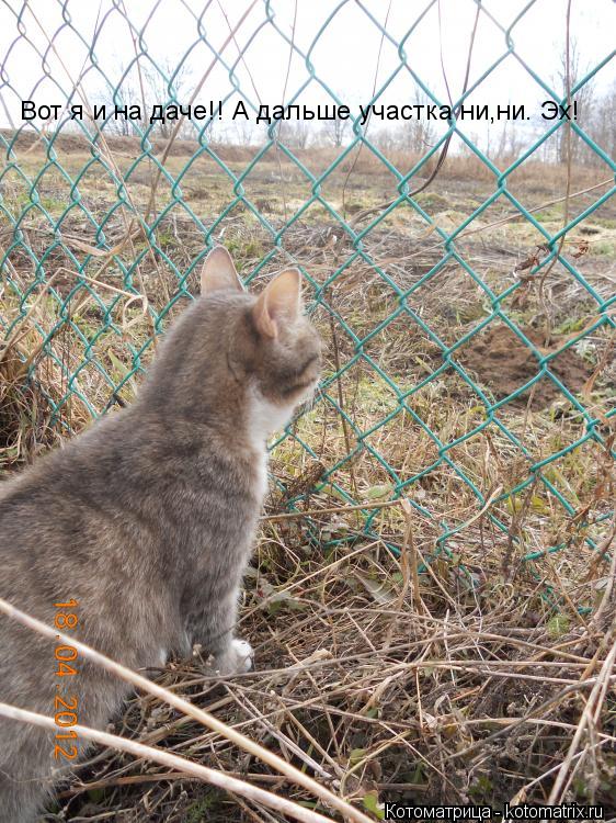 Котоматрица: Вот я и на даче!! А дальше участка ни,ни. Эх!