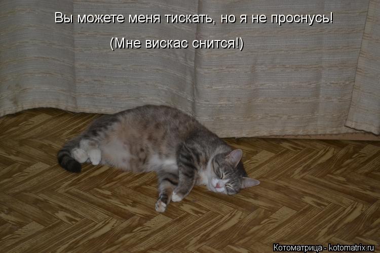 Котоматрица: Вы можете меня тискать, но я не проснусь!   (Мне вискас снится!)