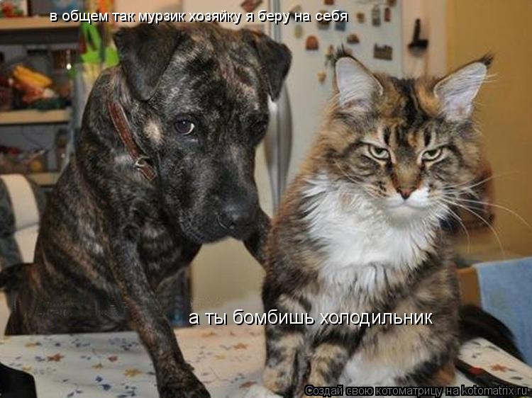 Котоматрица: в общем так мурзик хозяйку я беру на себя а ты бомбишь холодильник