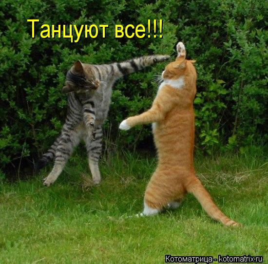 Котоматрица: Танцуют все!!!
