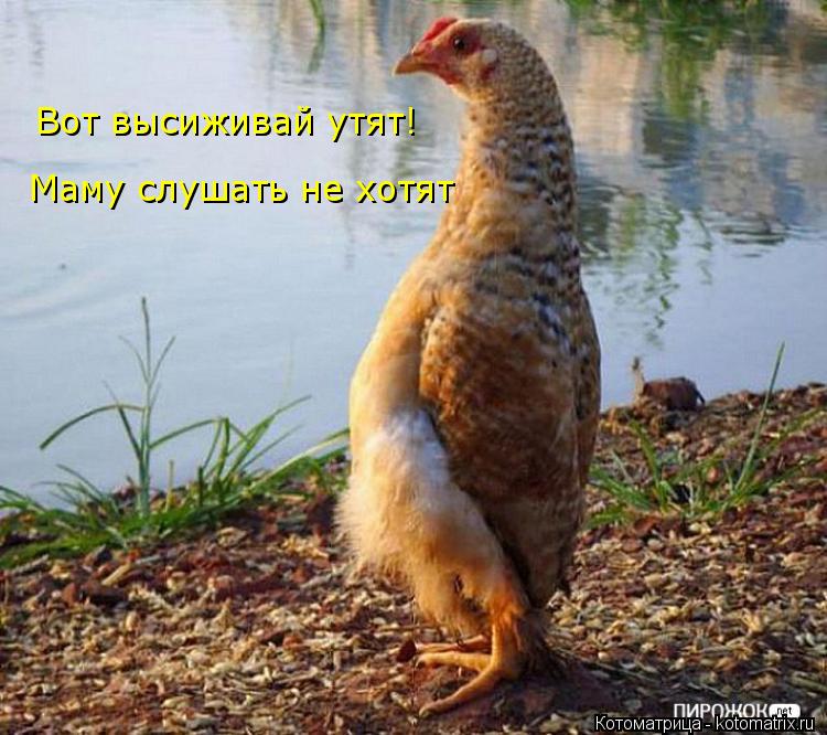 Котоматрица: Вот высиживай утят! Маму слушать не хотят