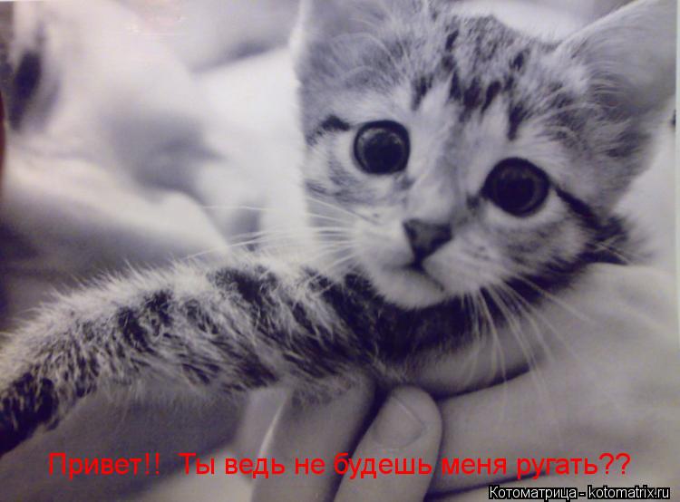 Котоматрица: Привет!!  Ты ведь не будешь меня ругать??