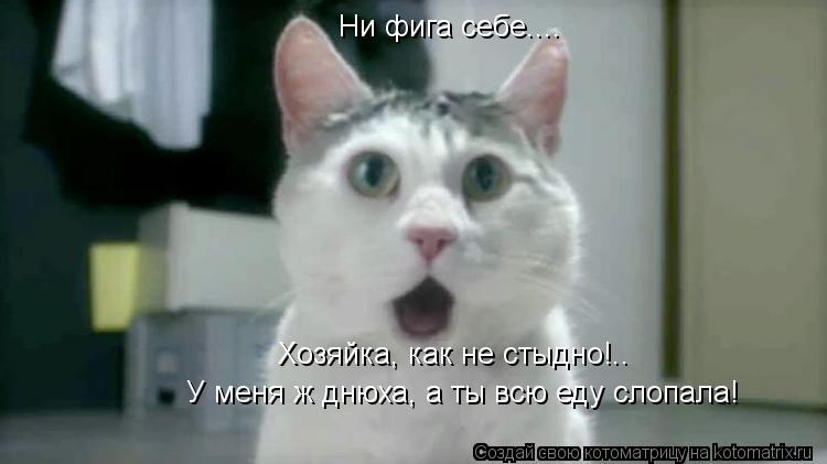 Котоматрица: Ни фига себе....  Хозяйка, как не стыдно!.. У меня ж днюха, а ты всю еду слопала!